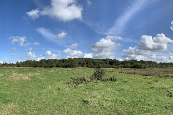 Liefstinghsbroek bosrand